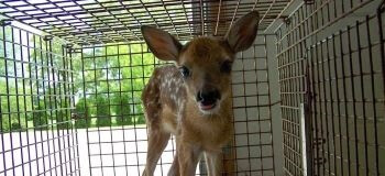 Baby Deer in a Cage Baby Deer in a Cage