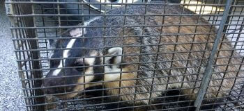 Badger in Cage Badger in a Cage