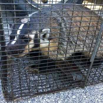 Badger in a Cage Badger in a Cage