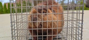 Beaver in a Cage Beaver in a Cage
