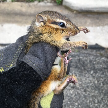 Chipmunk Control & Removal Services | Advanced Wildlife Control