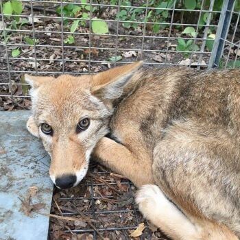 Coyotes – Advanced Wildlife Control