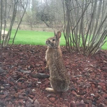 Eastern Cottontail Rabbit Eastern Cottontail Rabbit
