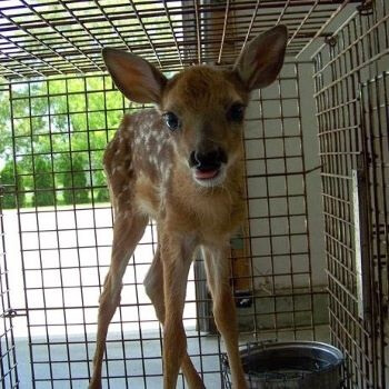 Fawn in a Cage Fawn in a Cage