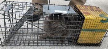 Feral Cat in a Cage Feral Cat in a Cage