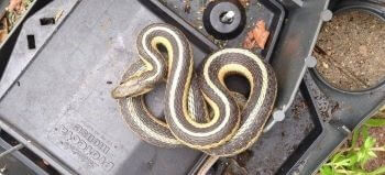 Garter Snake in a Bait Box Garter Snake in a Bait Box