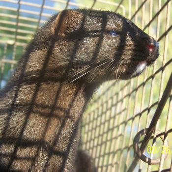 Mink in a Cage Mink in a Cage