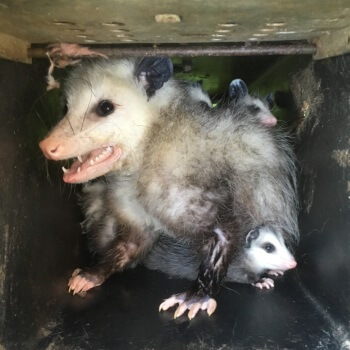 Mother Opossum and Her Babies Mother Opossum and Her Babies
