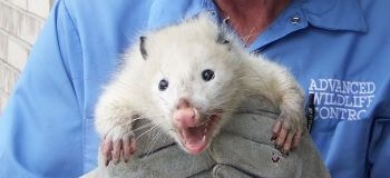 Paul Holding a Opossum Paul Holding a Opossum