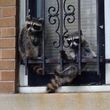 Baby Raccoons Relaxing in a Window Baby Raccoons Relaxing in a Window