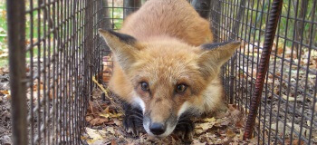 Red Fox in Cage