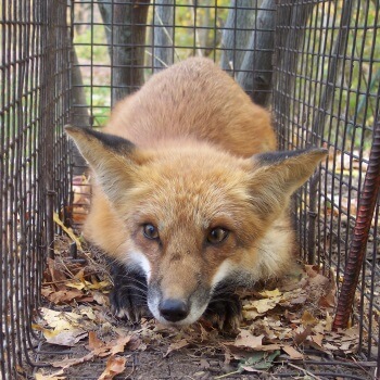 Red Fox in a Cage Red Fox in a Cage