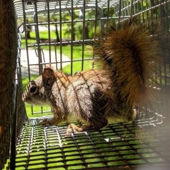 Red Squirrel in a Cage Red Squirrel in a Cage
