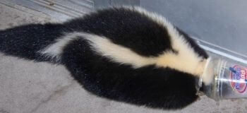 Skunk Stuck in a DQ Cup Skunk Stuck in a DQ Cup