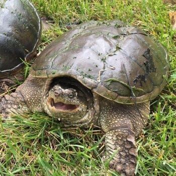 Snapping Turtle on Lawn Snapping Turtle on Lawn