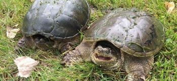 Snapping Turtles on Lawn