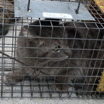Stray Cat in a Cage Stray Cat in a Cage