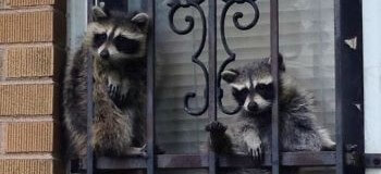 Two Baby Raccoons Chilling in a Window Two Baby Raccoons Chilling in a Window