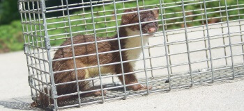 Weasel in Cage
