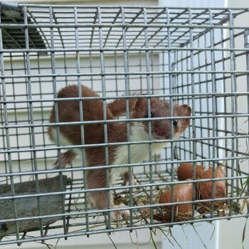 Weasel in a Cage Weasel in a Cage
