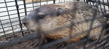Woodchuck in Cage