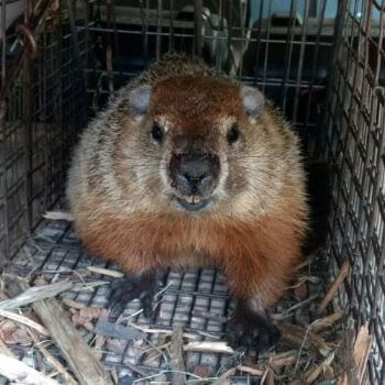 Woodchuck in a Cage Woodchuck in a Cage