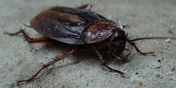 Is That A Cockroach Buzzing Near You Find Out Now - eq6tcqt