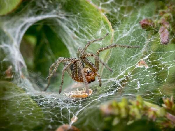 How To Get Rid of Spiders In Your House