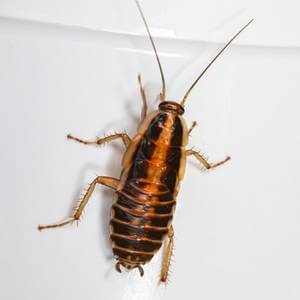 Get Rid of Brown-Banded Cockroach in Milwaukee, WI