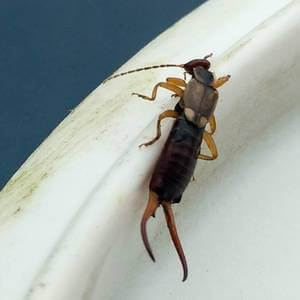 Earwig Pest Control - Get Rid of Earwigs in Milwaukee, WI