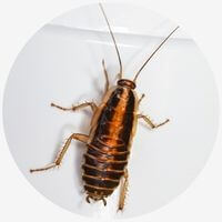 Types of Cockroaches: Brown Banded Cockroaches