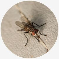 Types of Flies Cluster Flies