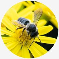 Types of Stinging Insects: Mining Bees
