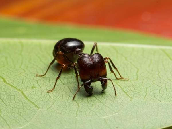 Facts About Big Headed Ants - Get Rid of Ants in Milwaukee