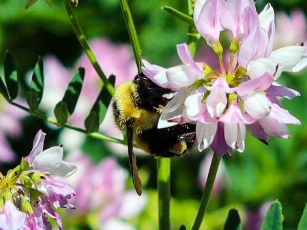 How To Get Rid Of Bumblebees?  What Attracts Them & How To Safely Remove  Them