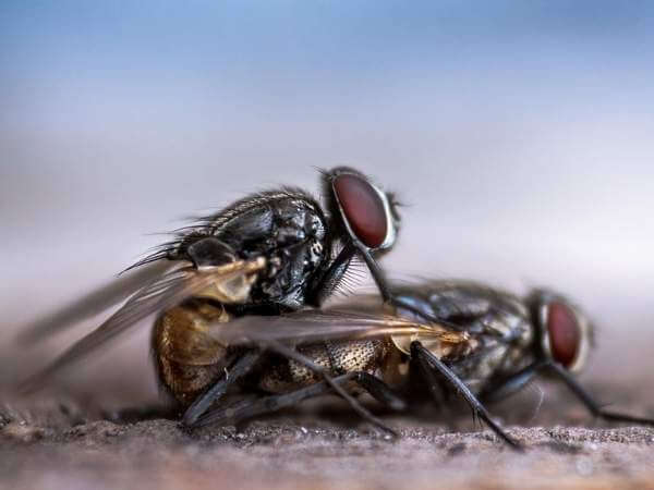 House Fly Control Removal Services In Milwaukee WI   House Flies 