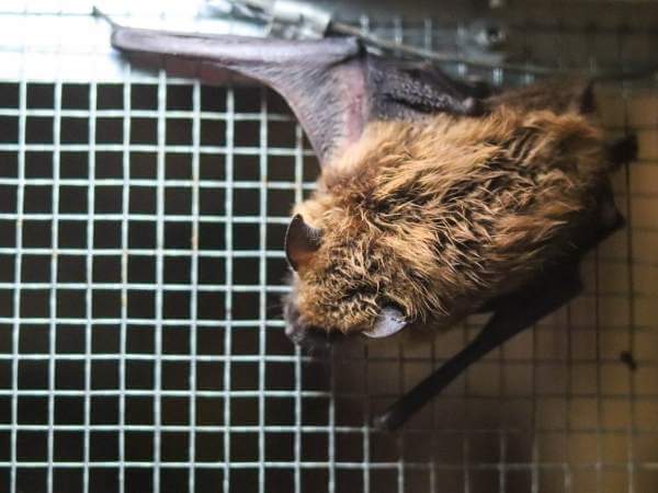 Bat Removal - Get Rid of Bats - Bug-Off Exterminators, Inc.