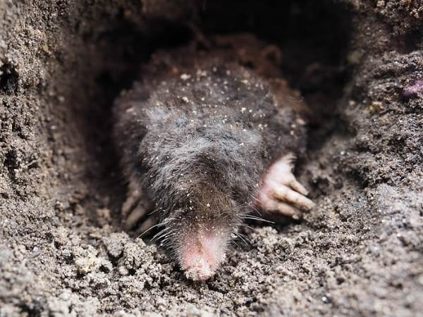 Get Rid Of Moles Control Extermination Services In Milwaukee Get Rid Of Moles Control, Baby Mole In Basement