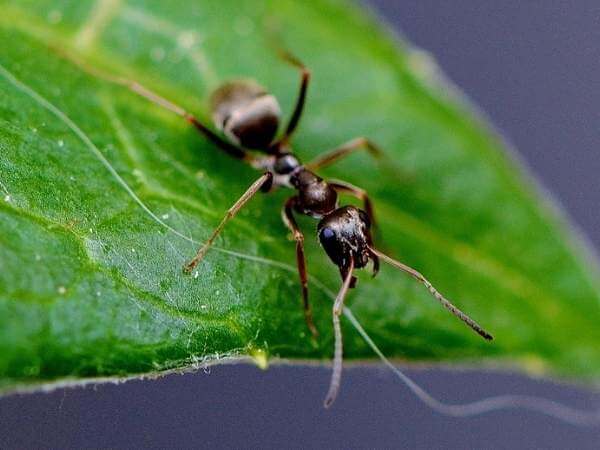 Odorous House Ant Control & Removal in Milwaukee, WI