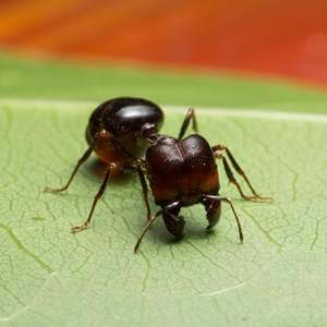 Big-Headed Ant Removal - Get Rid of Ants in Milwaukee, WI