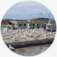 Seagulls the pest birds 