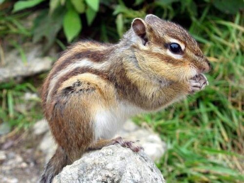 Chipmunks, Chipmunk Trapping & Removal - VA Wildlife Removal