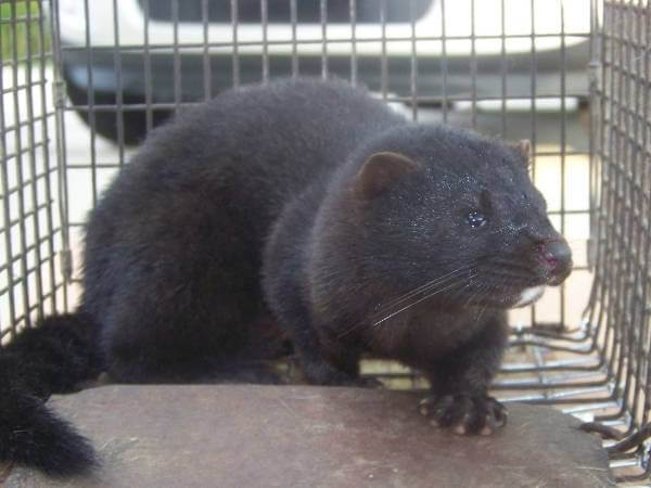 Mink Removal Services in WI - Advanced wildlife & Pest Control