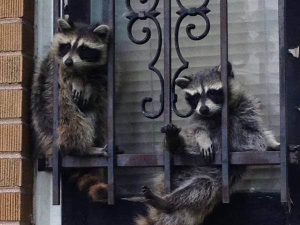 How to Get Rid of Raccoons in WI