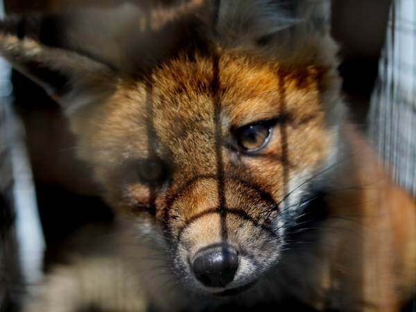 Get Rid of Fox - Fox Removal Service in Milwakee, WI