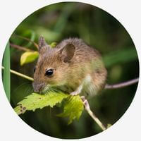 Mice rat common household pest in Milwaukee and southeastern Wisconsin