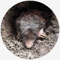 Rodents Moles rat