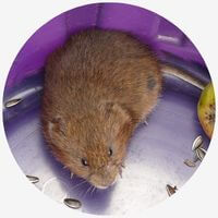 Types of Rodents Voles rat