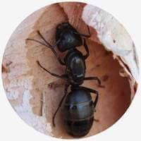 The Carpenter Ants ant in nest
