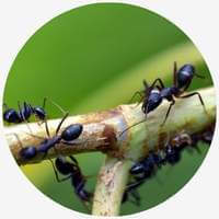 Types of Ants Pavement Ants